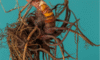 Supplements for Menopause: Natural Solutions for Health