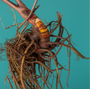 Supplements for Menopause: Natural Solutions for Health