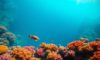 Great Blue Hole Belize: Your Essential Diving and Snorkelling Guide