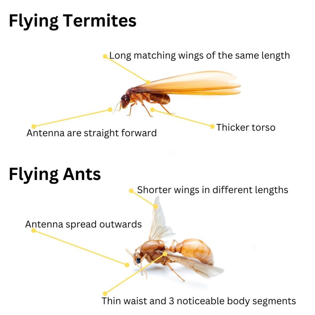 Flying Termites: Importance and Effective Responses