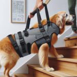 Lifting Harnesses for Large Dogs: A Must-Have Guide