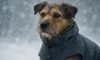 Weather-Resistant Gear for Pets: Top Essentials to Have