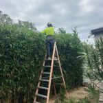 Hedging Plants: Effortless Care Options for Newcastle Gardens