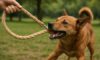 Hemp Leashes: Strong and Durable Choices for Dogs