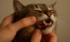 Teeth Brushing Kits for Cats: Top Oral Care Tips